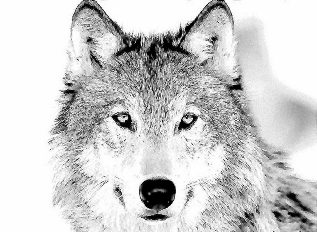 Волк черно белый