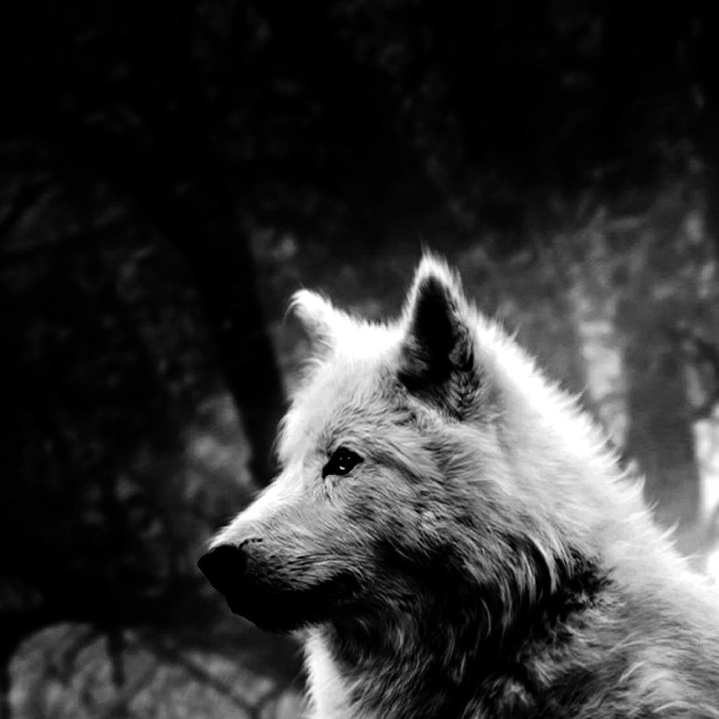 Заставки на телефон волки