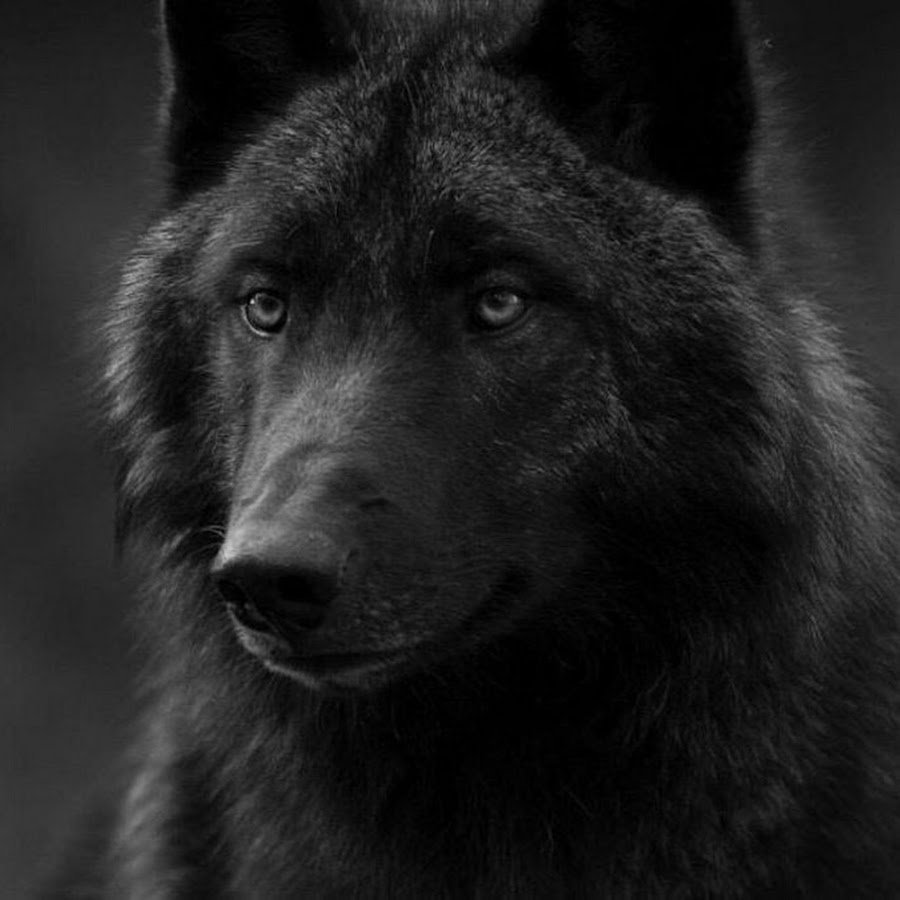 Волк Грозный взгляд