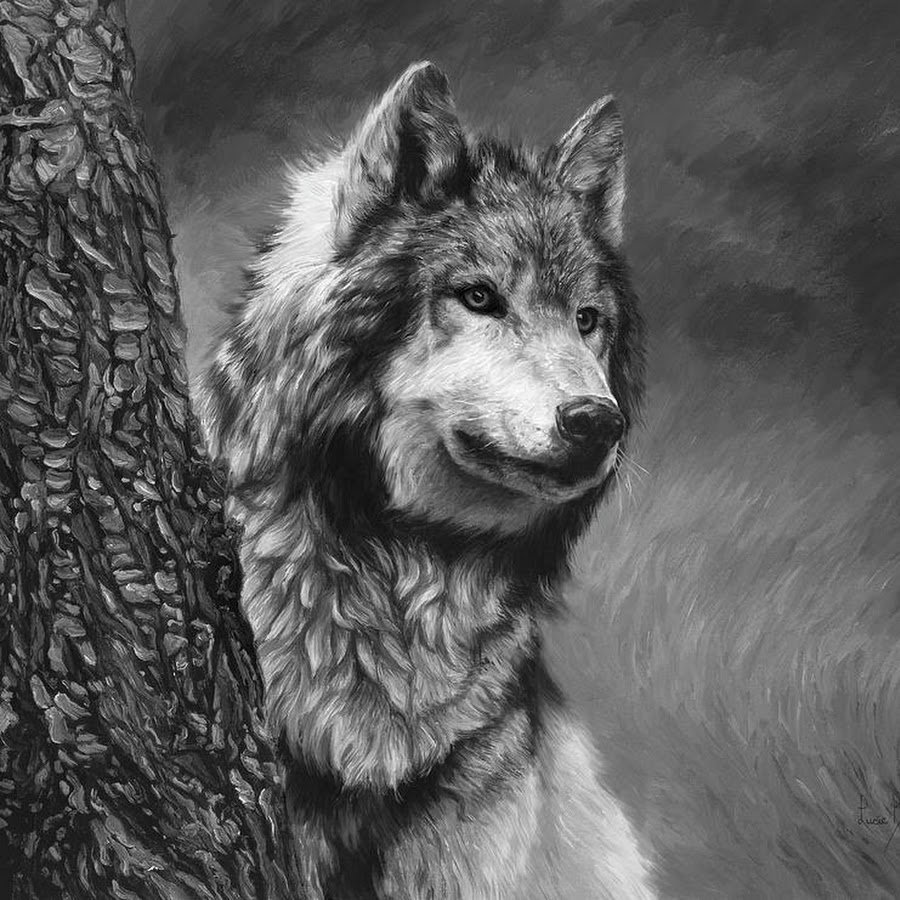 Волк рисунок