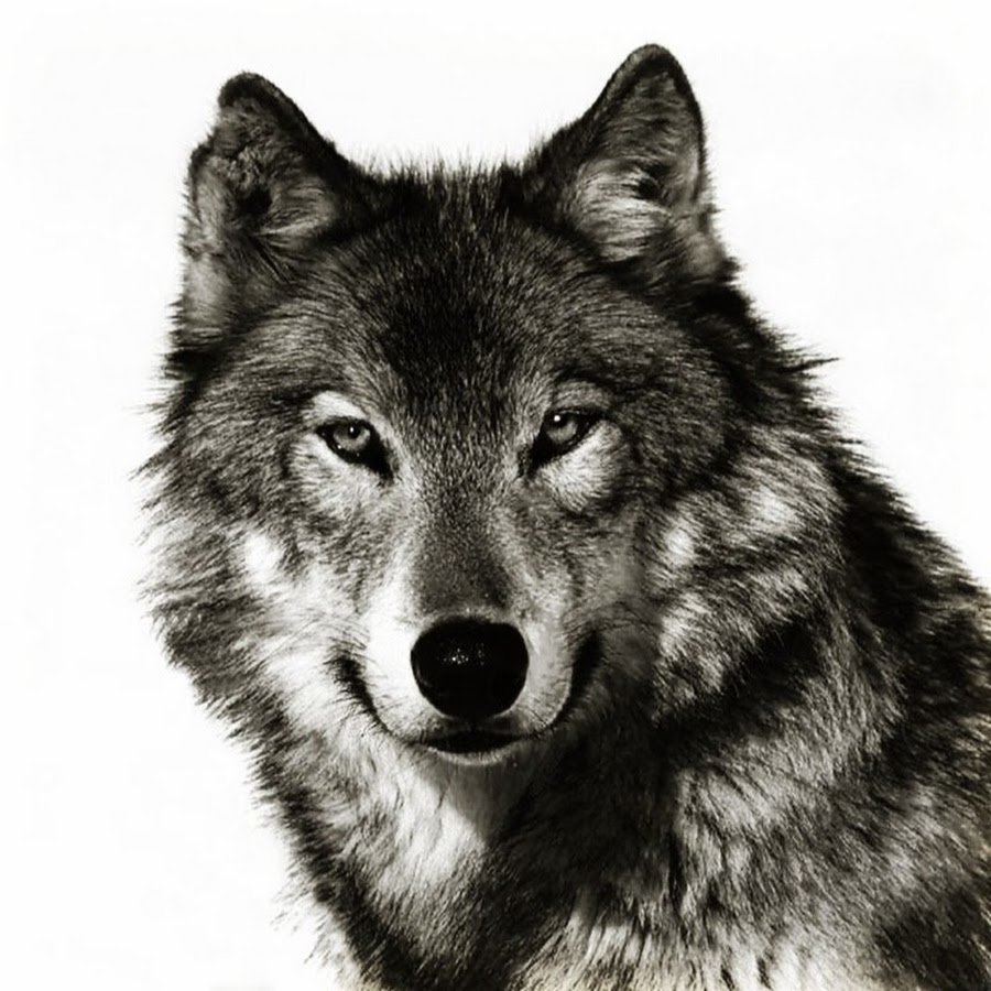 Морда волка анфас