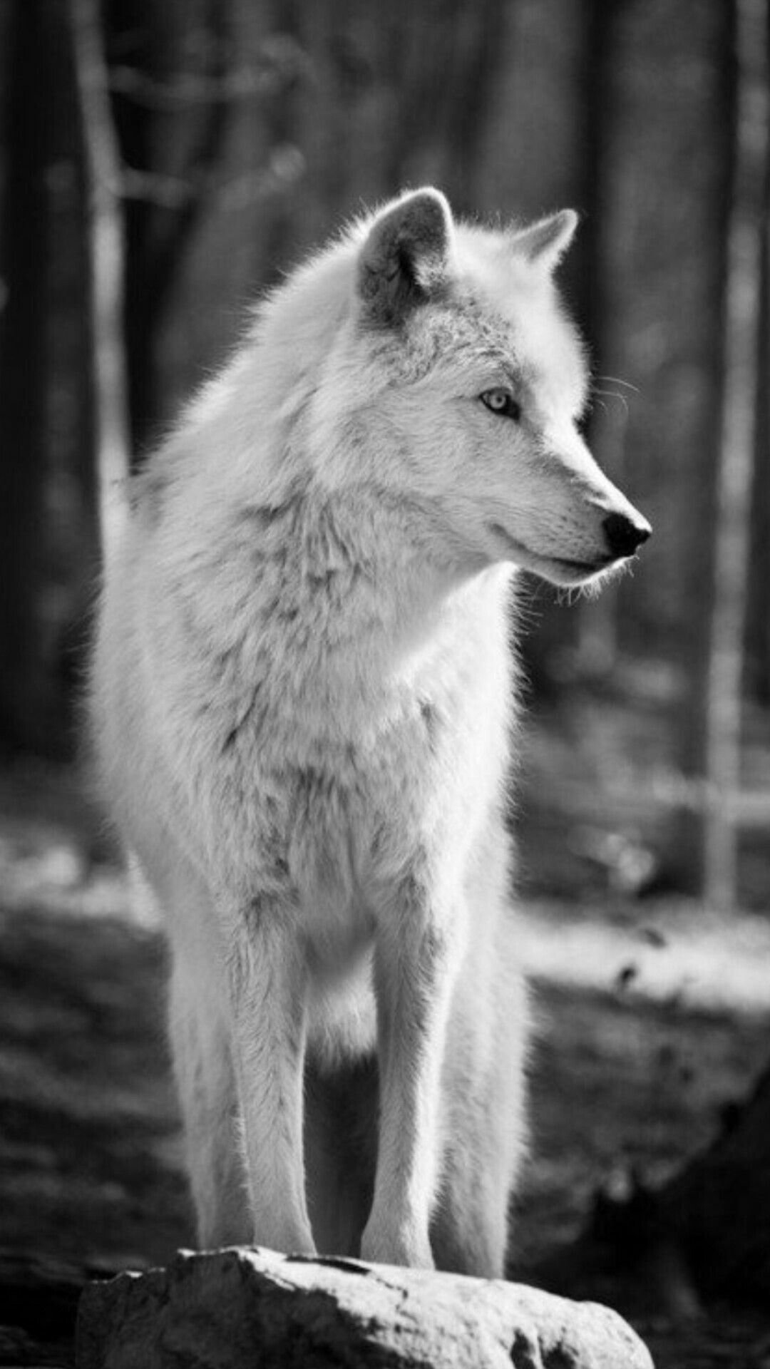 Волк портрет