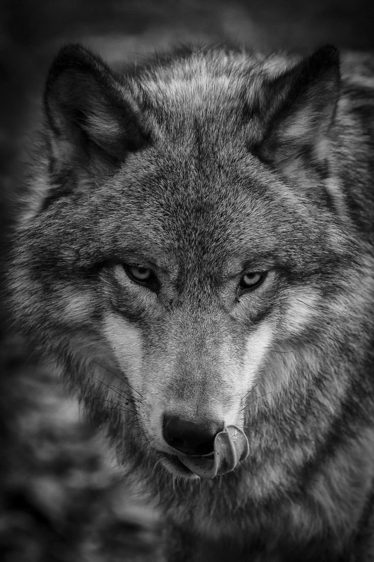 Портрет волка черно белые