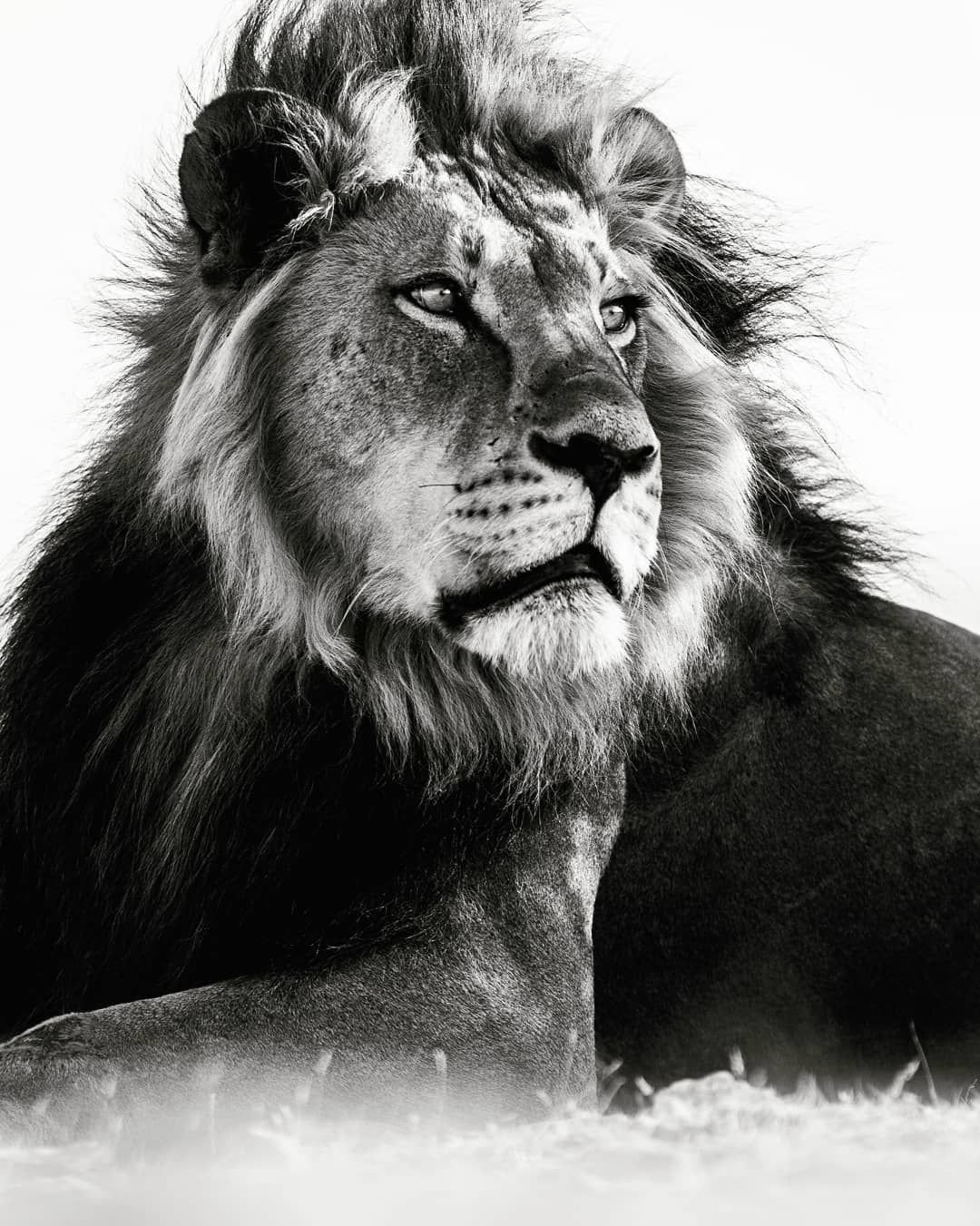 Огненный Лев тату