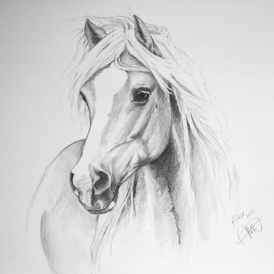 Лошадь карандашом