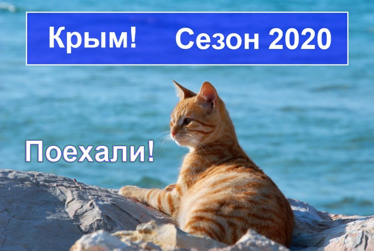 Котик на море