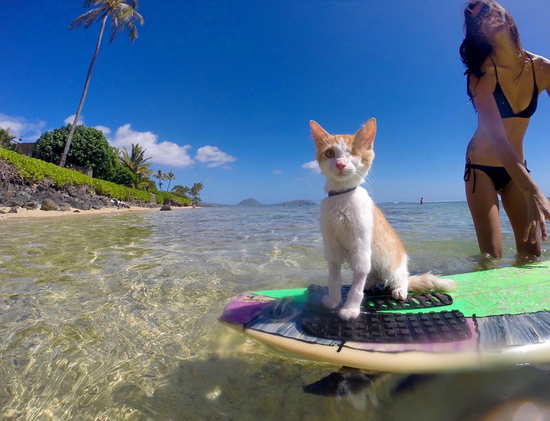 Два кота на море