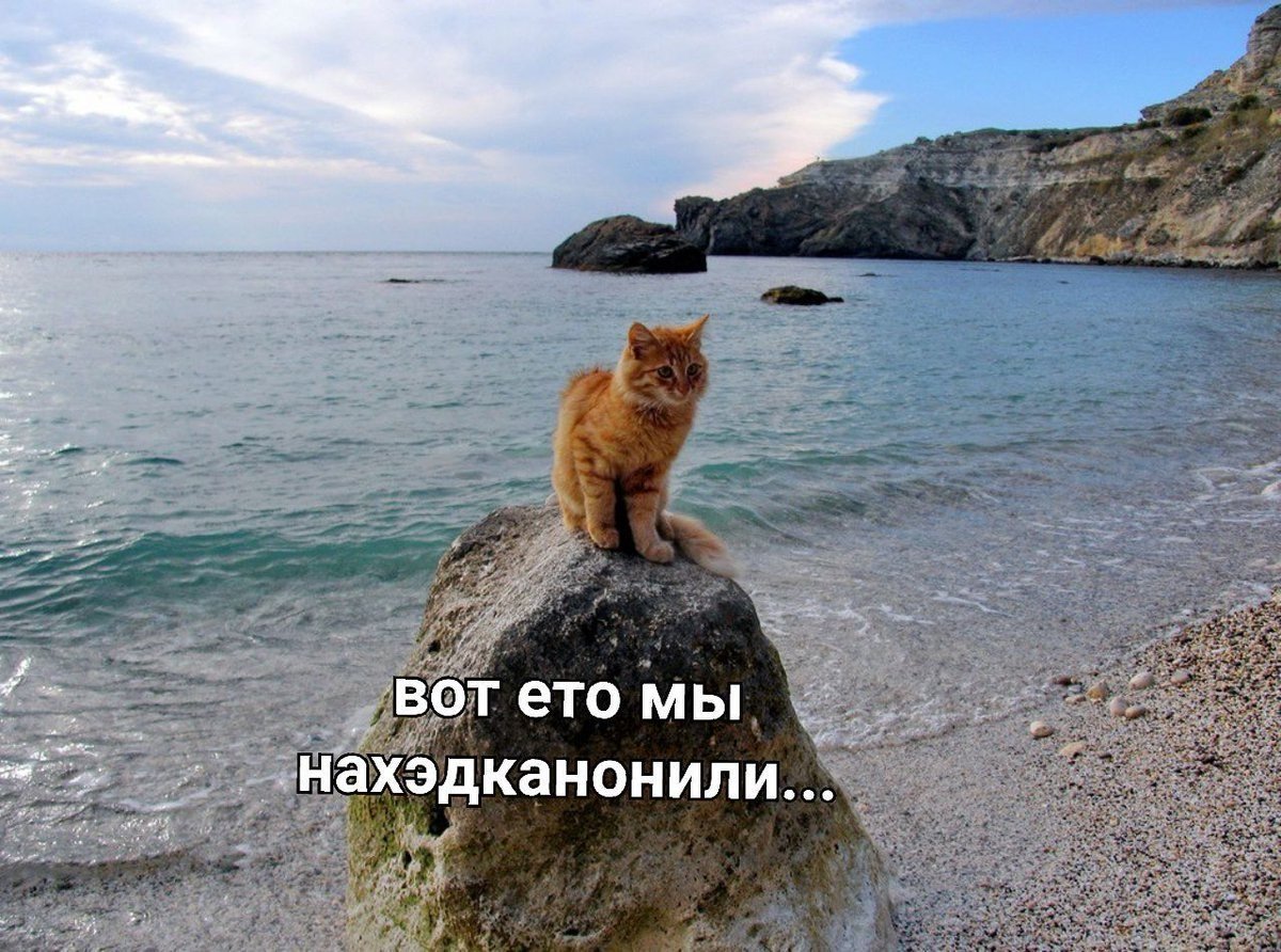 Кот на море