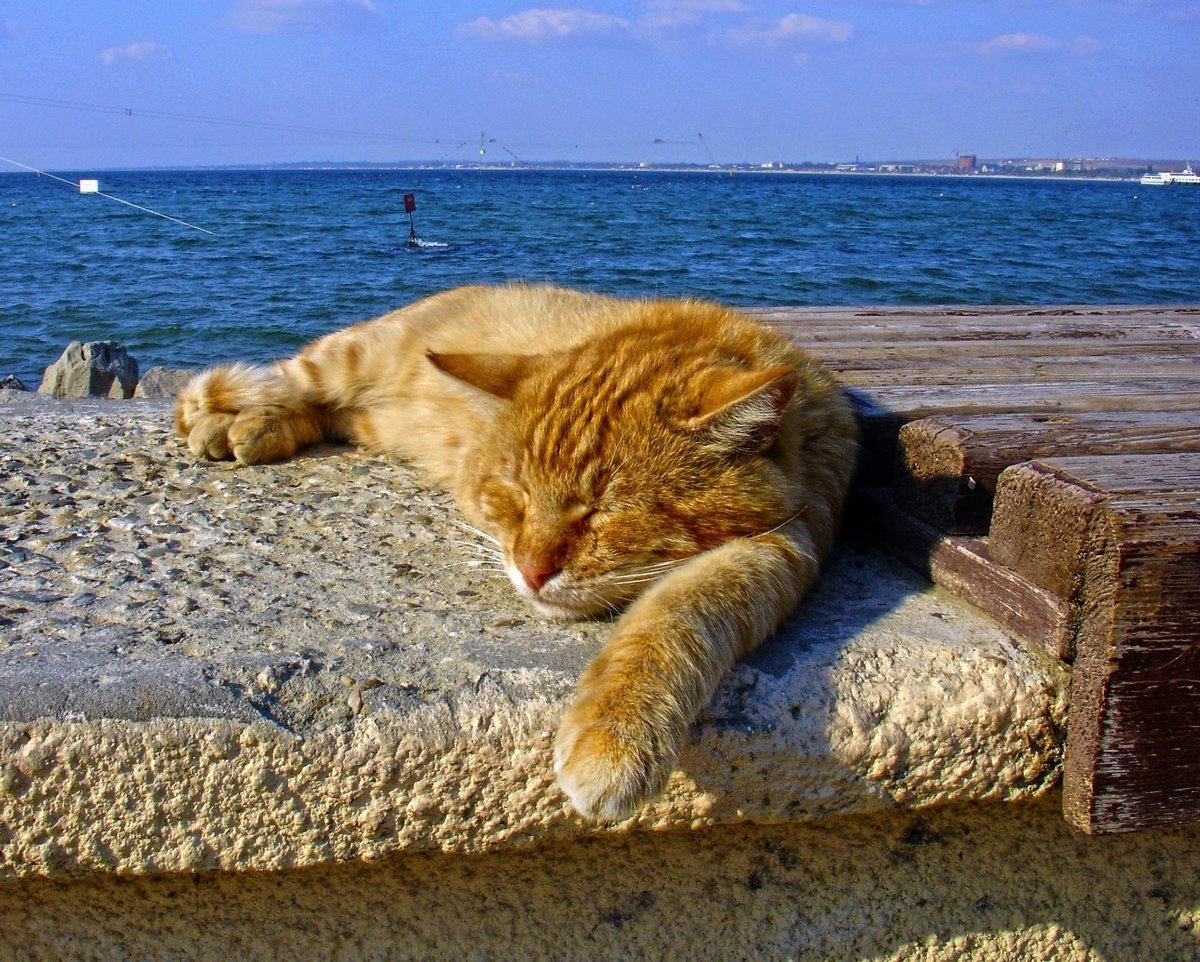 Котик на море