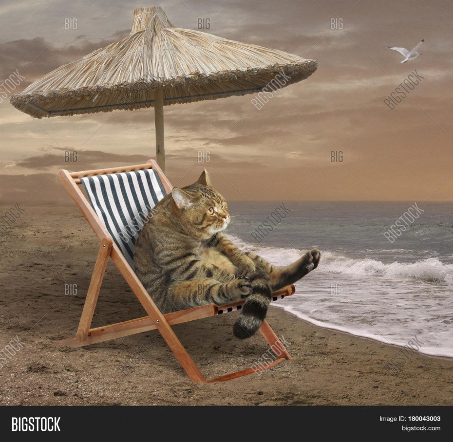 Котик на море