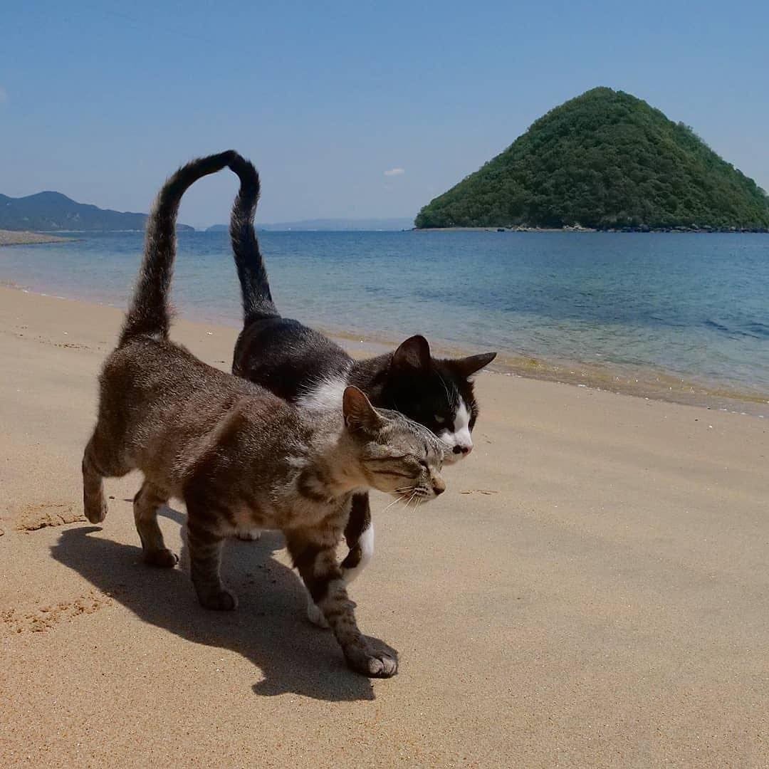 Котик в отпуске