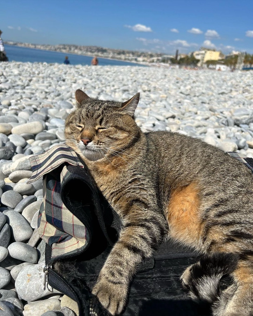 Кот на пляже картинки