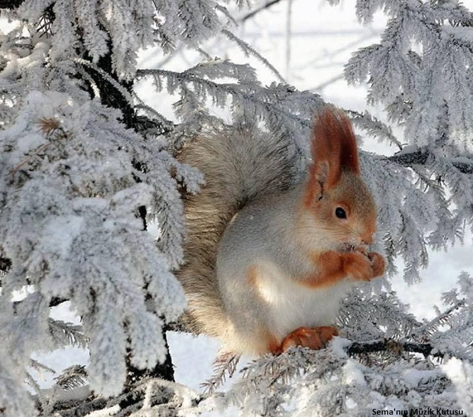 Белка зимой