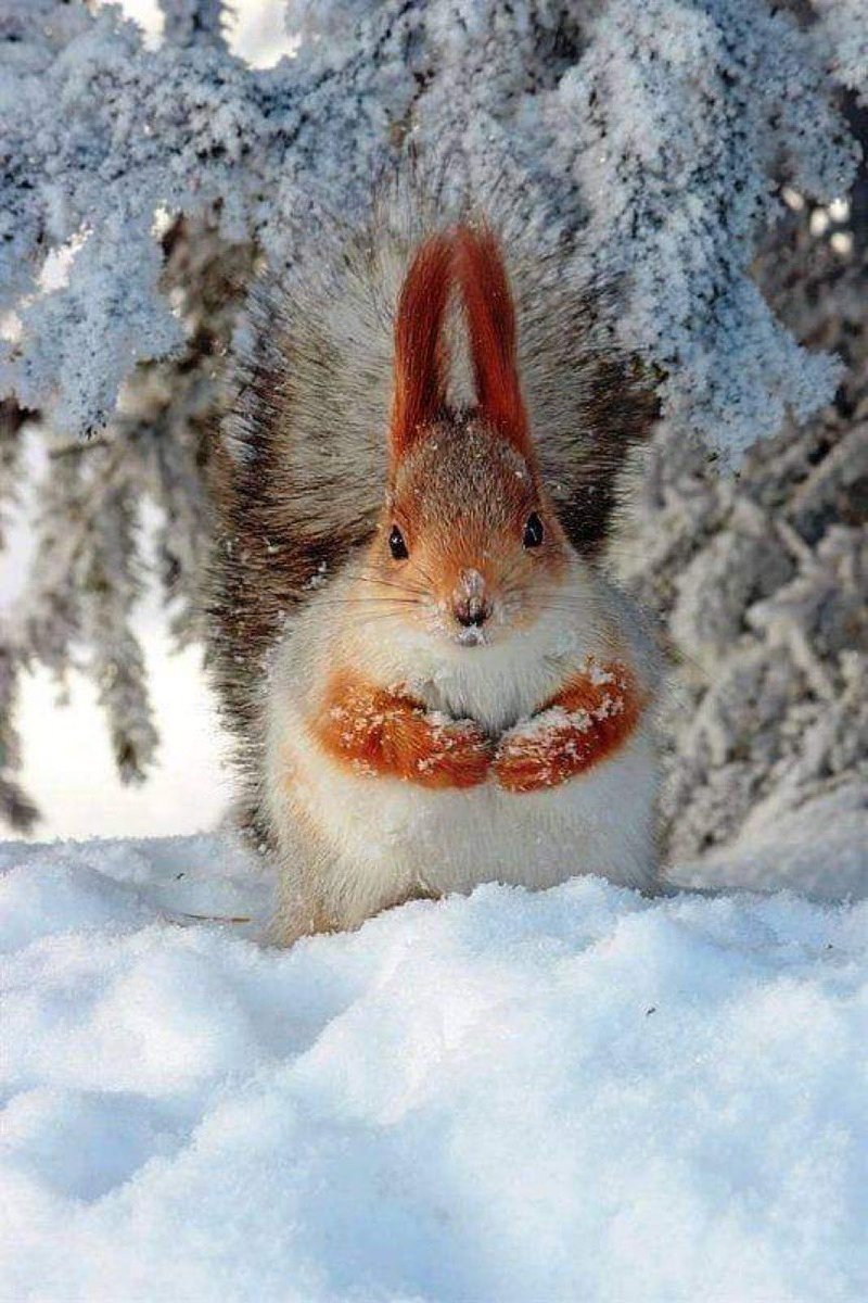 Звери зимой