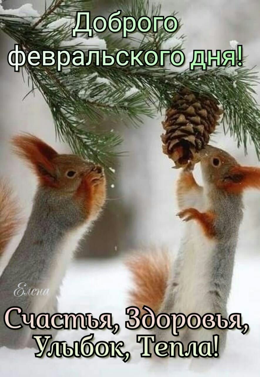 Зимние белки