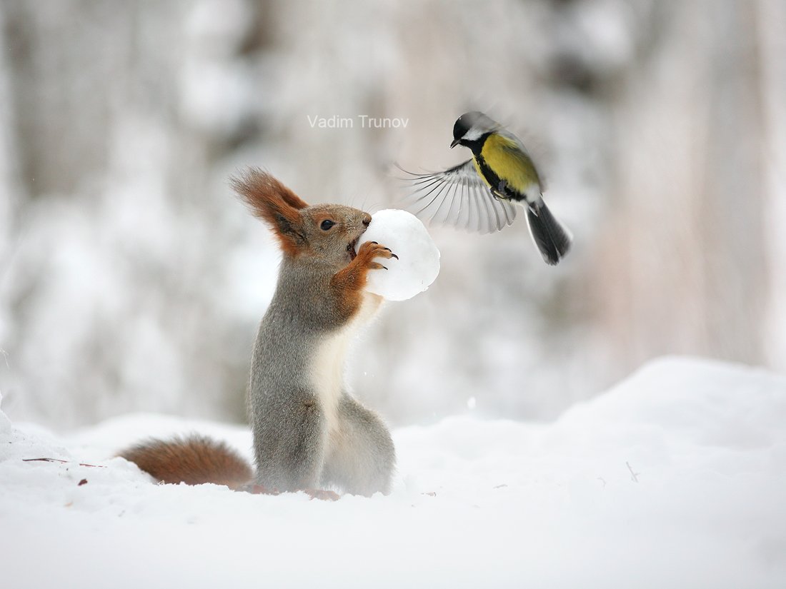 Вадим Трунов белки