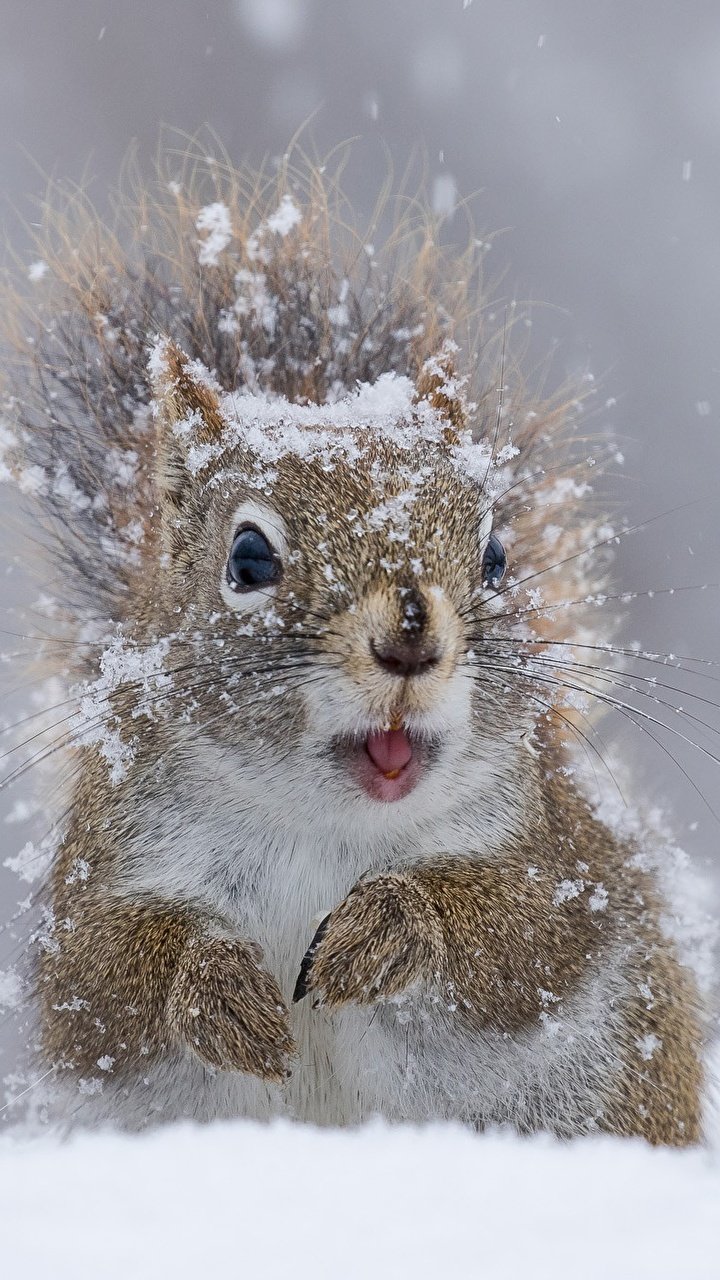 Зимние зверьки