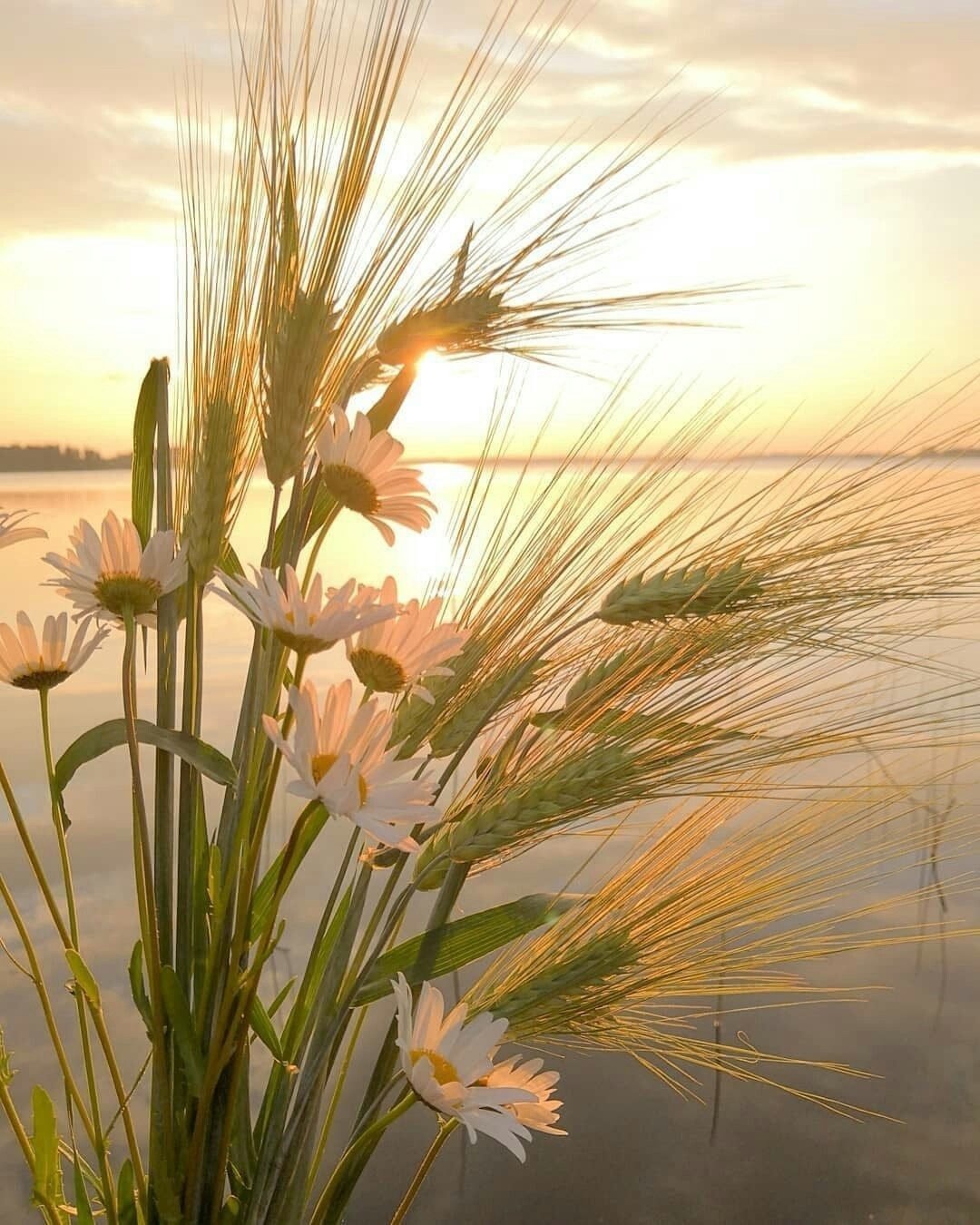 Мирного утра