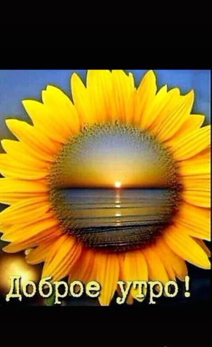 Подсолнух с пожеланиями