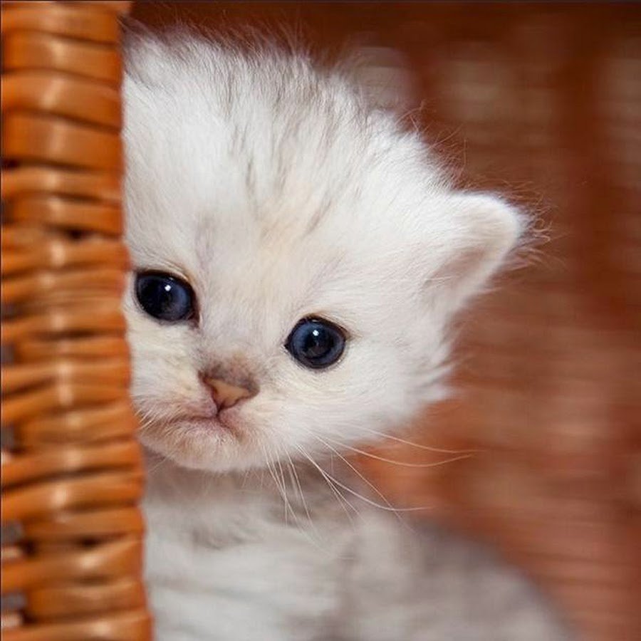 Кот в сапогах Шрек глаза