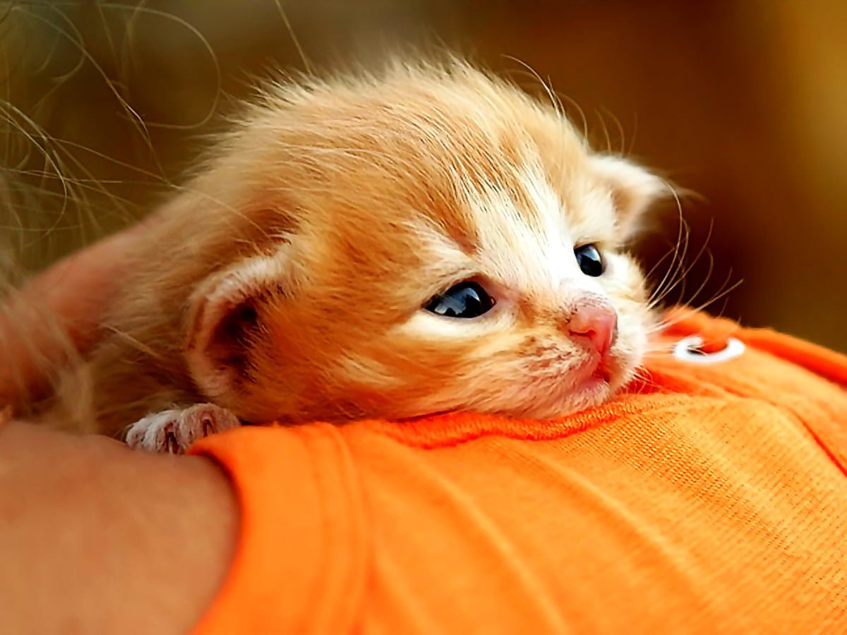 Большое пожалуйста картинки