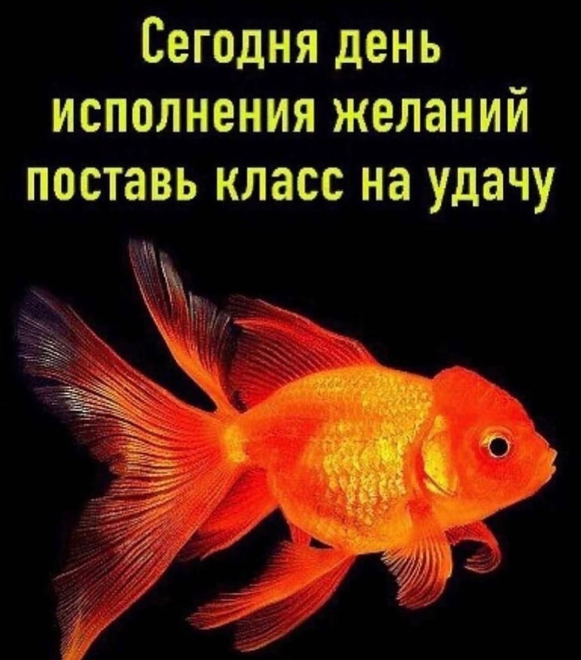 Красная рыбка