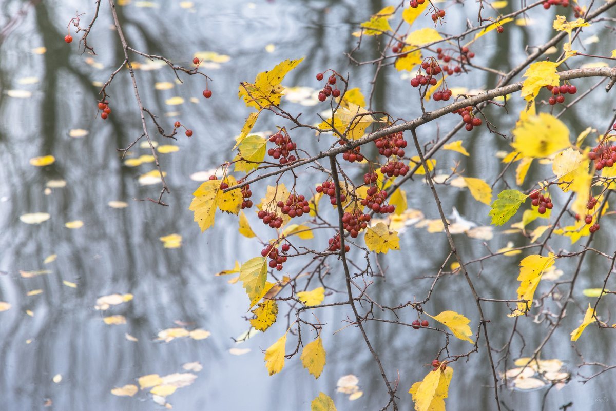 Поздняя осень радость