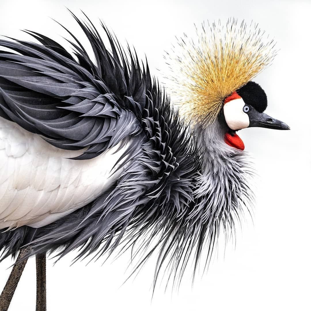 Венценосный журавль