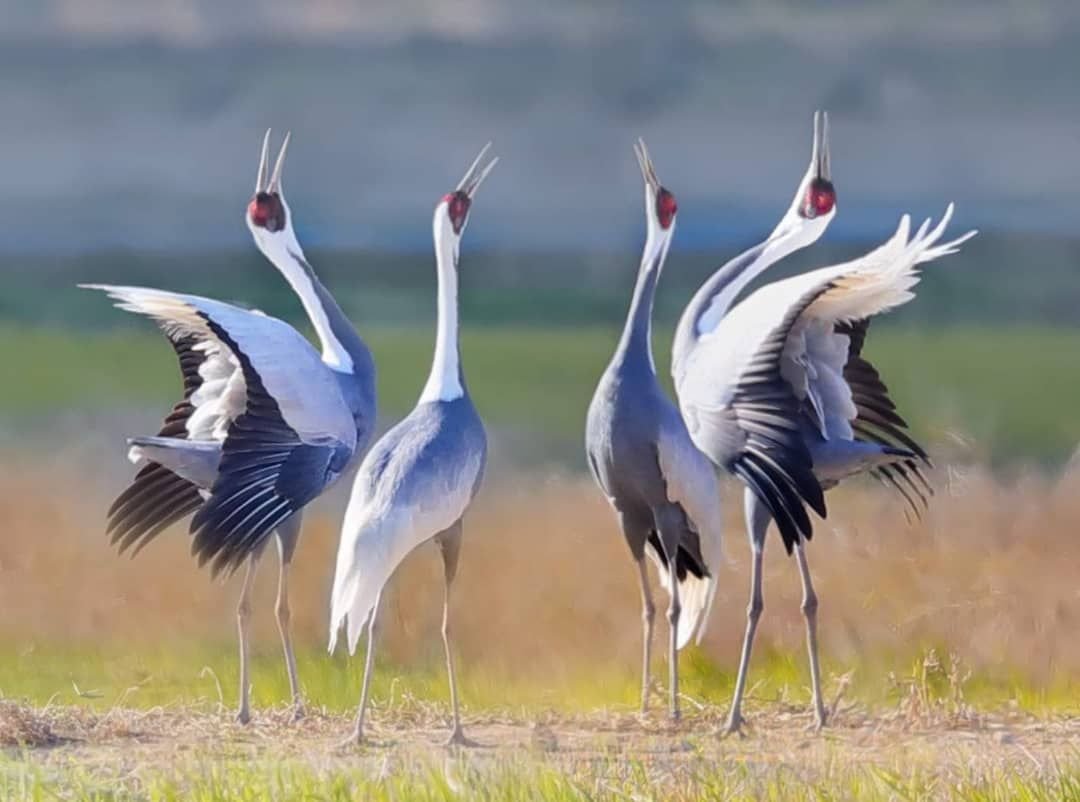 Журавль надежды