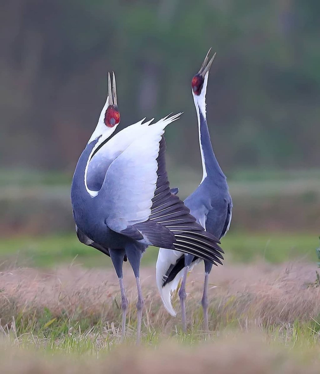 Серёжчатый журавль