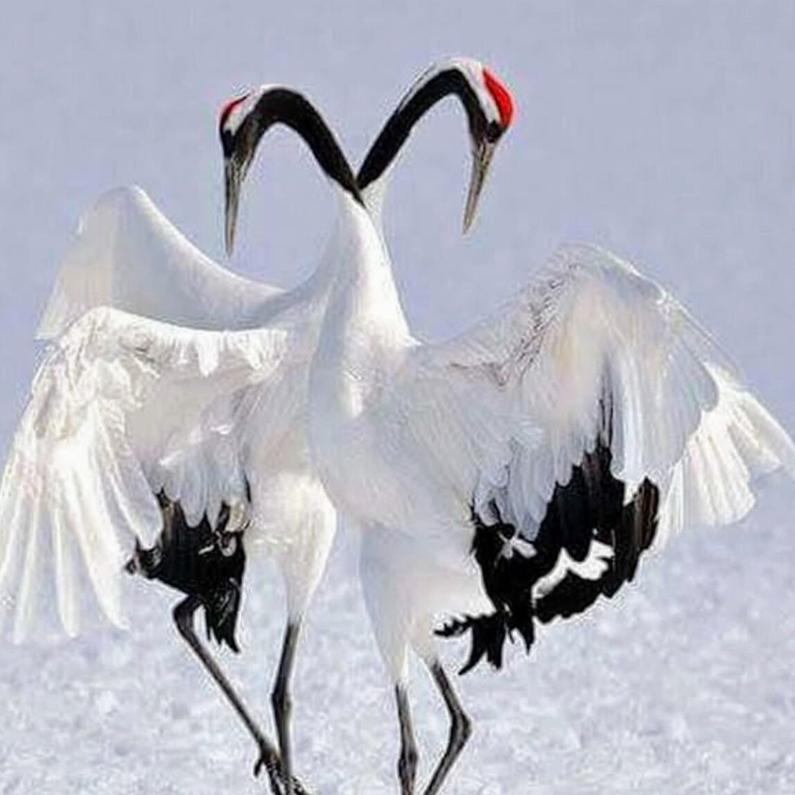 Птицы Якутии Стерх