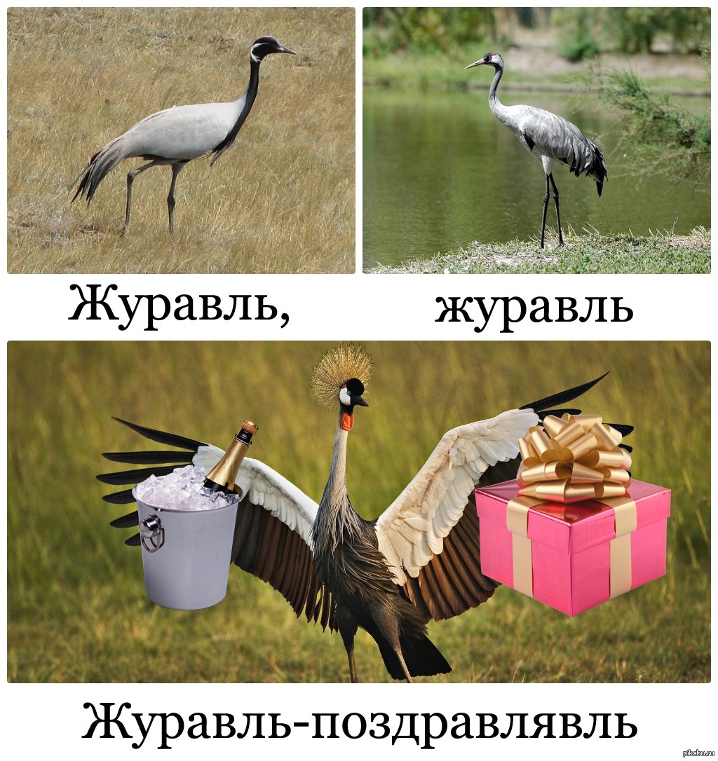 Журавль прикол