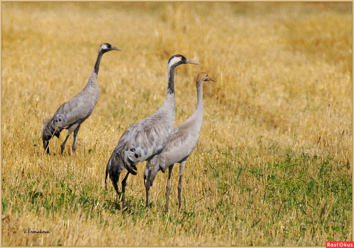 Семейство серых журавлей