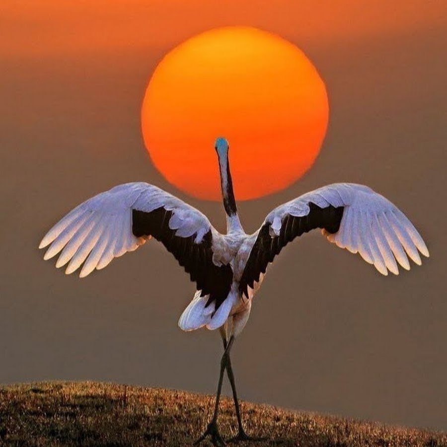Аист на закате