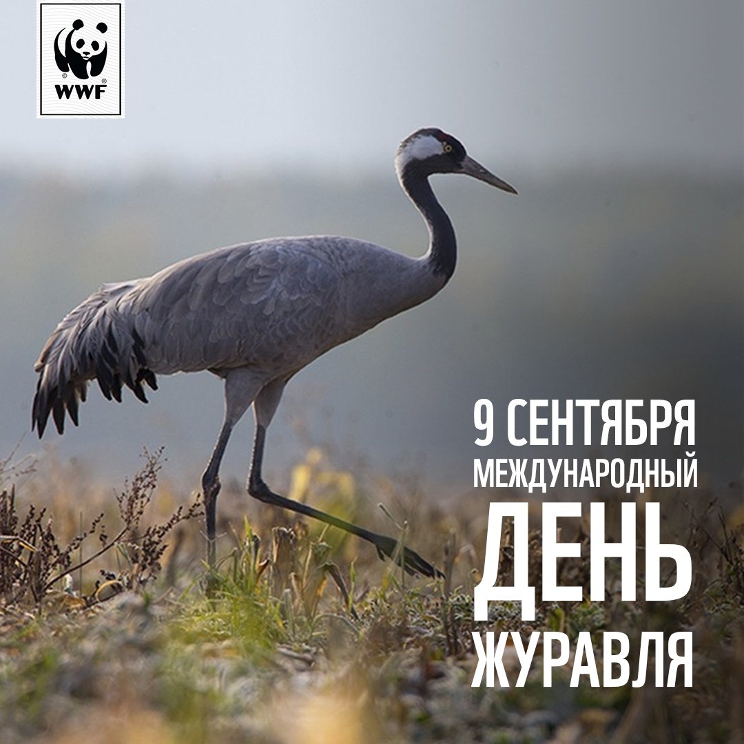 Всемирный день журавля