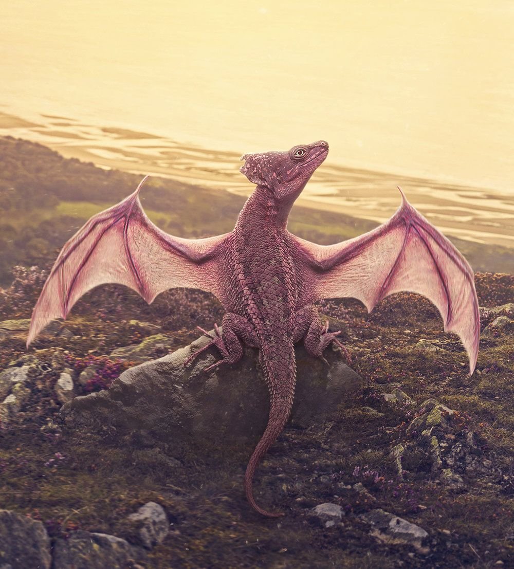 Дракон настоящий