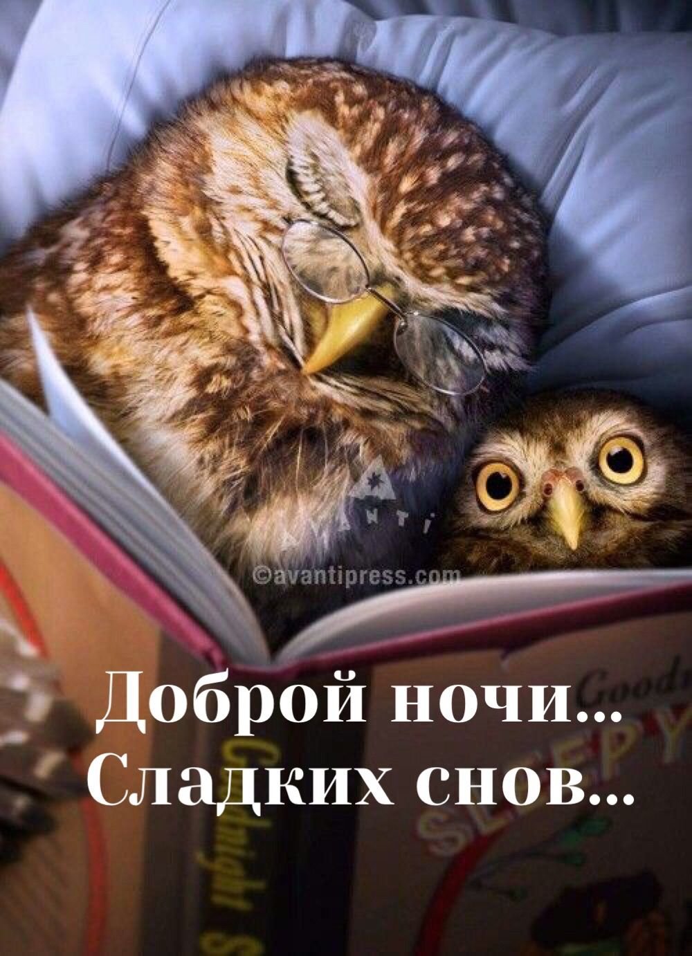 Доброй ночи Сова