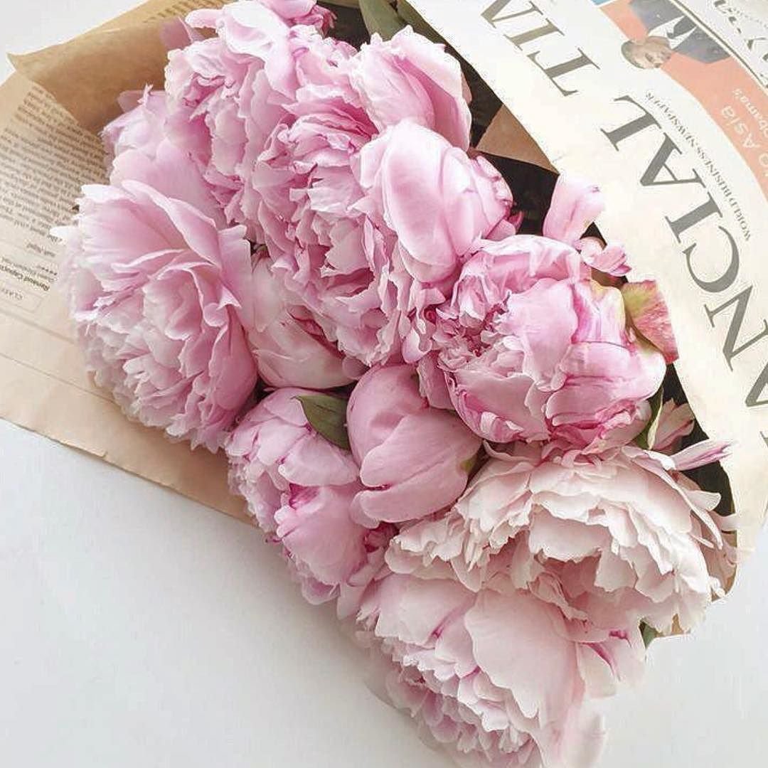 Пион ДРИМТАЙМ