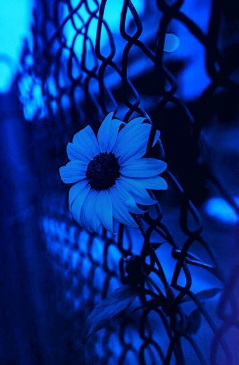 Эстетика тёмно синего