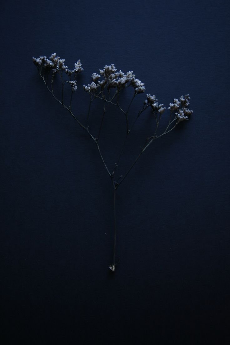 Navy Fiony Эстетика