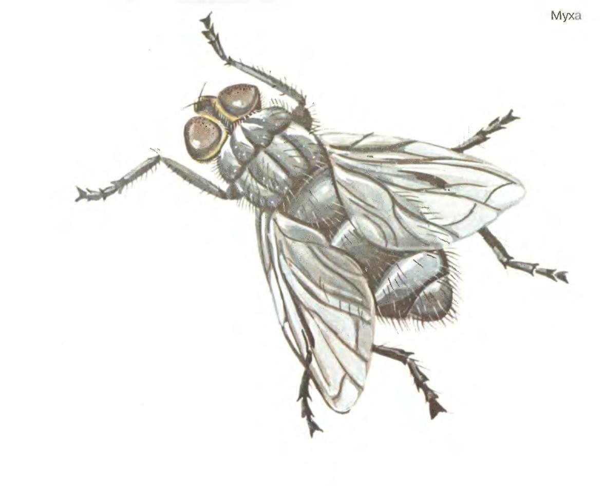 Муха из мультика