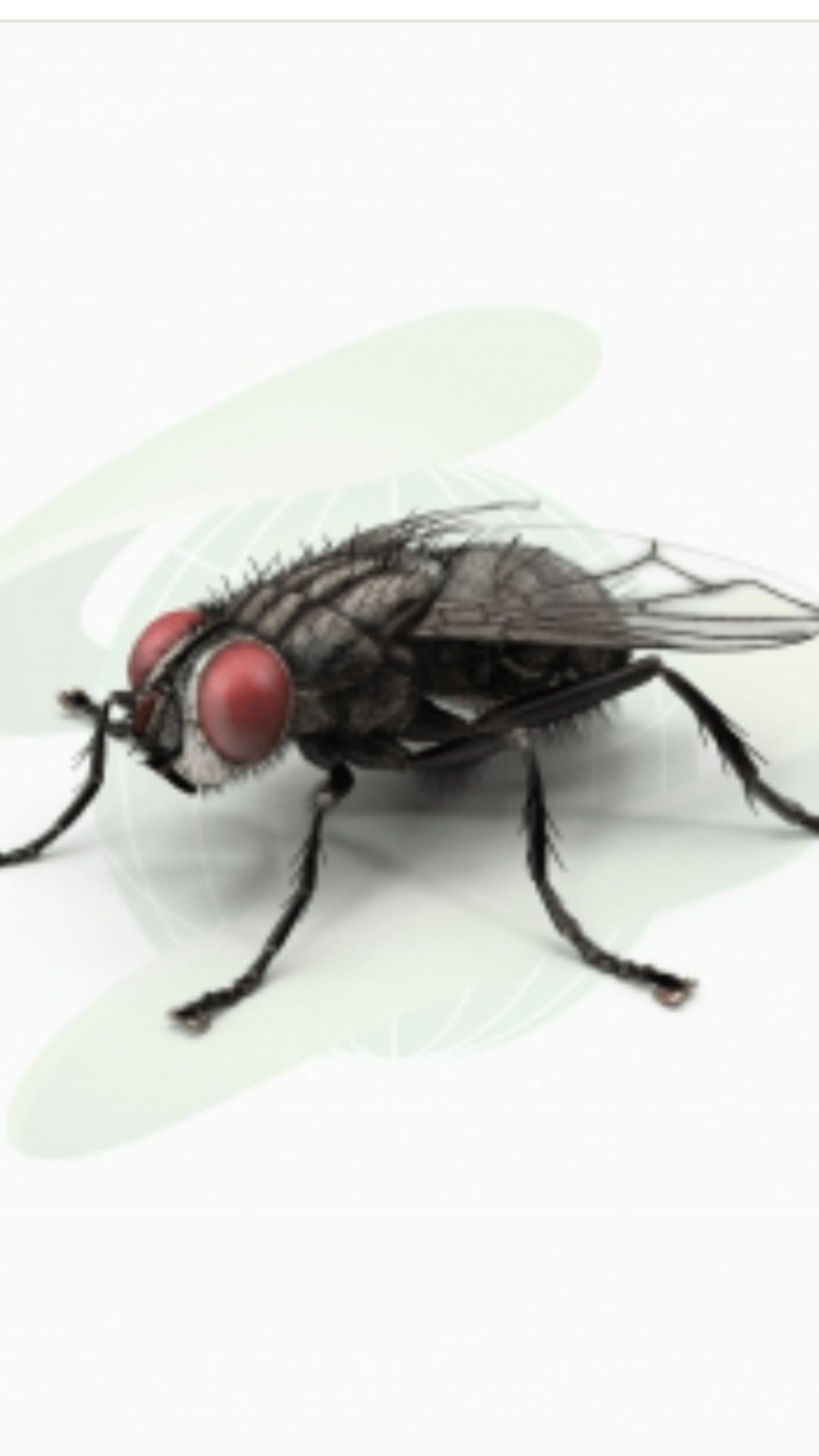 Муха картинка для детей