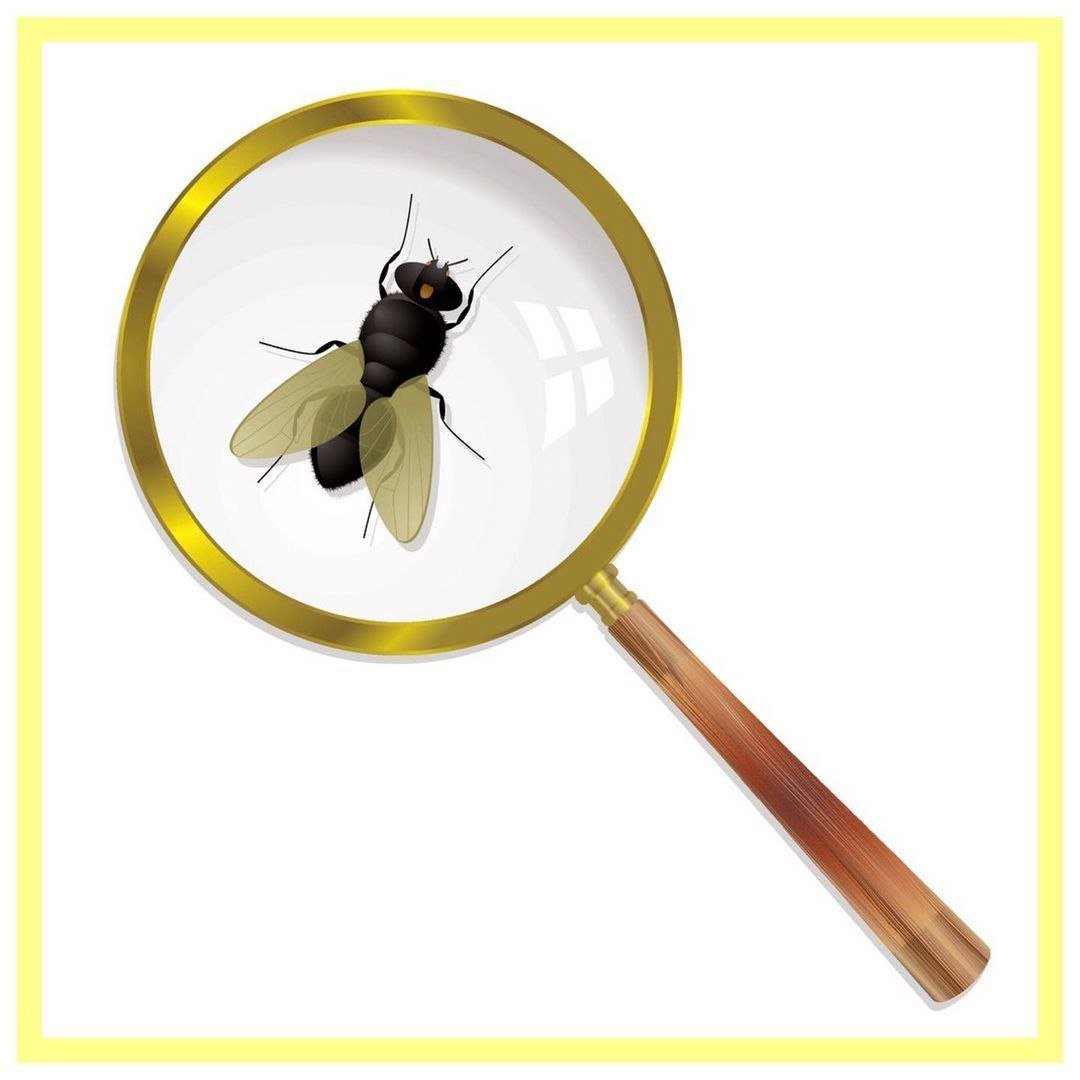 Насекомые для печати