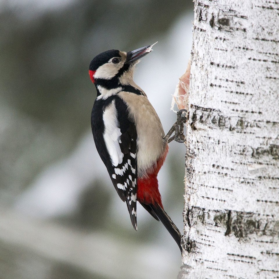 Пестрый дятел птица