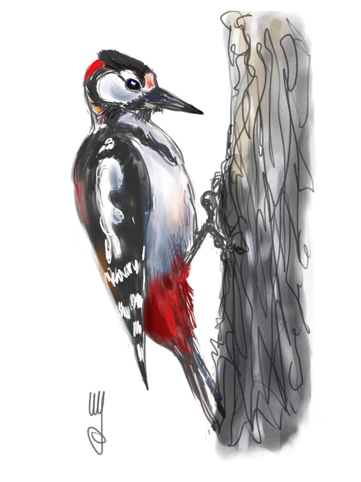 Buntspecht рисунок