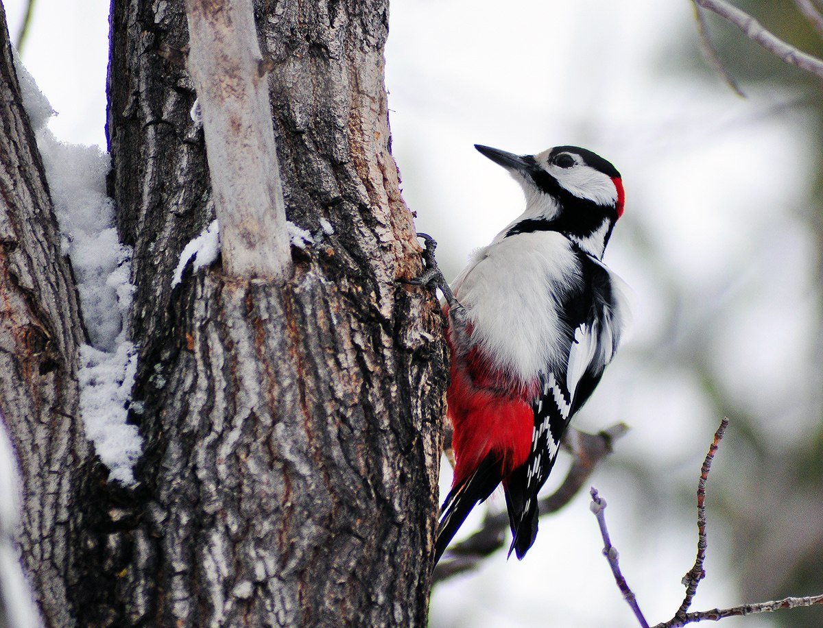 Пестрый дятел птица