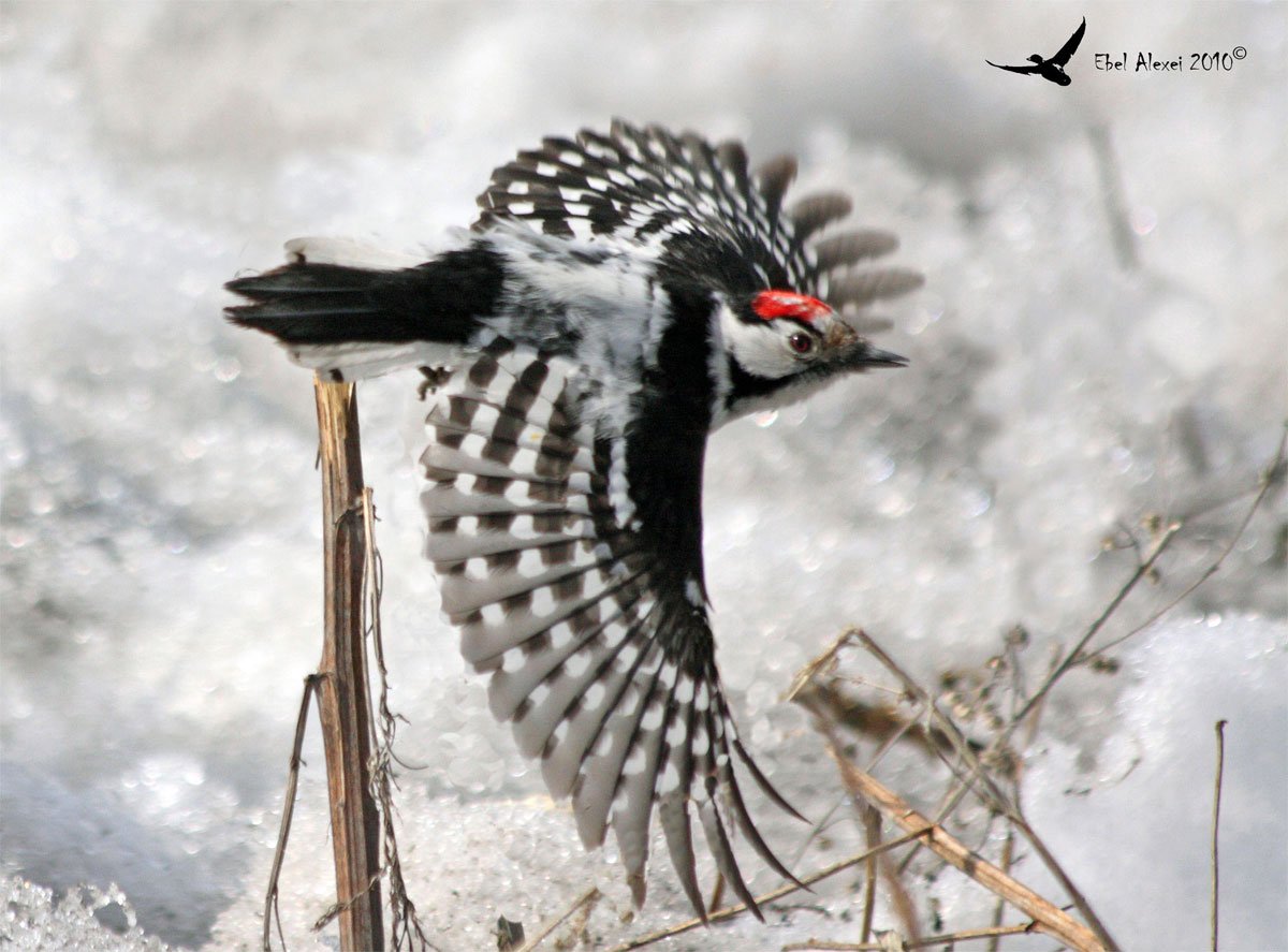 Пестрый дятел зимой
