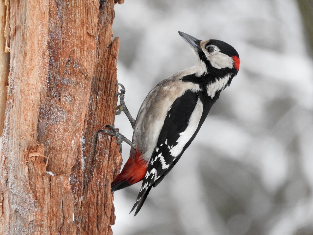 Хохлатый Красношапочный дятел