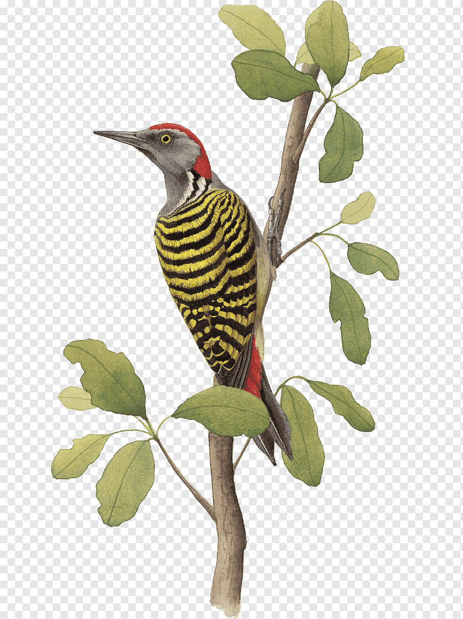 Дятел на белом фоне