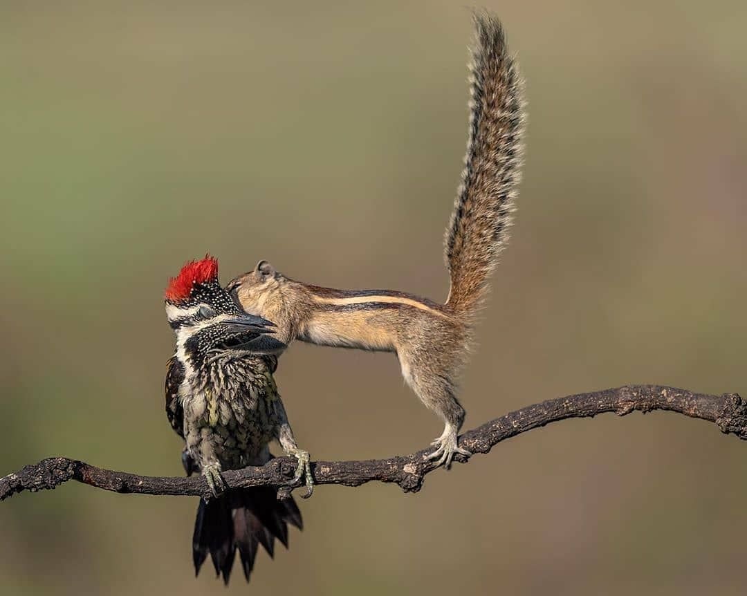 Дятел и белка